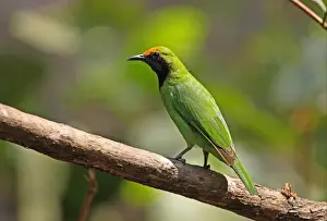 Kaeng Krachan Prints: Golden-fronted Leafbird (Chloropsis aurifrons pridii) adult male