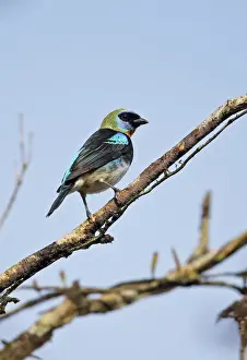 Tanagers Prints: Golden-hooded Tanager (Tangara larvata franciscae) adult