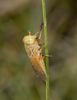 Hampshire Prints: Golden Horsefly (Atylotus fulvus) adult