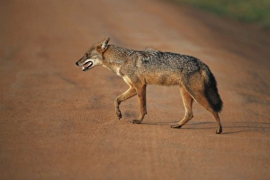 Track Prints: Golden Jackal (Canis aureus) adult