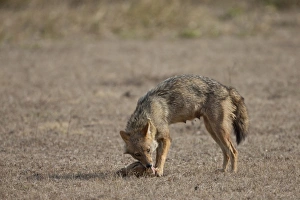 Jackals Prints: Golden Jackal (Canis aureus) adult