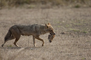 Jackals Prints: Golden Jackal (Canis aureus) adult