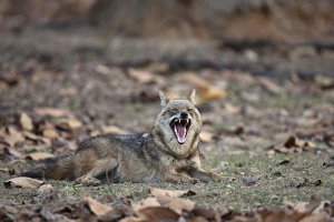 Jackals Prints: Golden Jackal (Canis aureus) adult