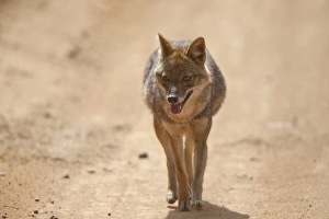 Golden Jackal (Canis aureus) adult, walking along track, Kanha N. P. Madhya Pradesh, India
