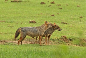 Jackals Prints: Golden Jackal (Canis aureus) adult pair