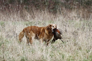 : Golden Labrador carrying a cock pheasant