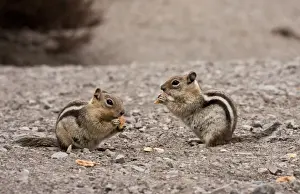 Golden-mantled Ground Squirrel (Callospermophilus lateralis) two adults, feeding on scraps, Crater Lake N. P