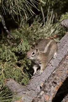 Golden-mantled Ground Squirrel (Callospermophilus lateralis) Utah USA