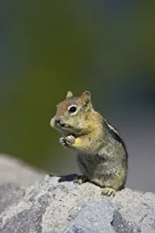 Golden-mantled Ground Squirrel (Spermophilus lateralis) adult, feeding, filling cheek pouches, sitting on rock, Crater Lake N. P. Oregon, U. S. A