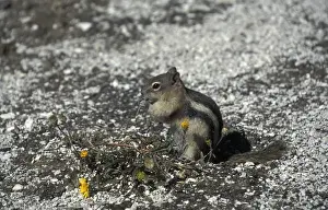 Rodent Prints: Golden-mantled Ground Squirrel(Spermophilis lateralis Eating flower leaf / Yellowstone)