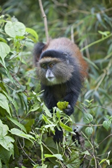 Equatorial Prints: Golden Monkey (Cercopithecus kandti) adult