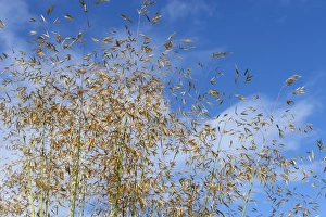 Golden Prints: Golden oats or giant feather grass