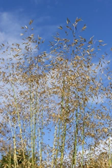 Golden oats or giant feather grass, Stipa gigantea, a large ornamental garden grass in seedhead
