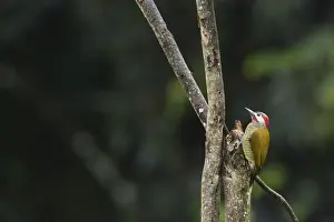 West Indian Prints: Golden-olive Woodpecker (Colaptes rubiginosus trinitatis) adult male