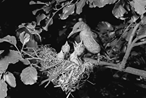 Golden Oriole at Nest, Hoofdorof Holland. Taken by Eric Hosking in 1952
