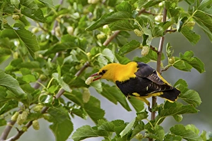 Extramadura Prints: Golden Oriole (Oriolus oriolus) adult male