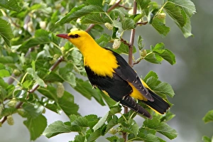 Golden Oriole (Oriolus oriolus) adult male, feeding on White Mulberry (Morus alba) fruit in tree, Extremadura, Spain, may