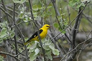 Golden Oriole (Oriolus oriolus) adult male, perched on branch in poplar tree, Lemnos, Greece, April