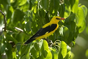 Golden Oriole (Oriolus oriolus) adult male, perched in pear tree, Andalucia, Spain, July