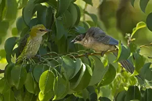 Pears Prints: Golden Oriole (Oriolus oriolus) and Azure-winged Magpie (Cyanopica cyana) young