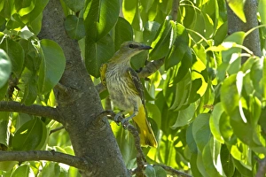 Pears Prints: Golden Oriole (Oriolus oriolus) young, perched in pear tree, Andalucia, Spain, July