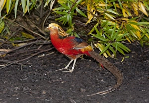 Cock Prints: Golden Pheasant (Chrysolophus pictus) adult male