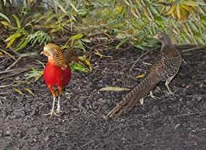 Gamebird Prints: Golden Pheasant (Chrysolophus pictus) adult pair