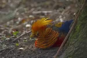 Aliens Prints: Golden Pheasant (Chrysolophus pictus) introduced species