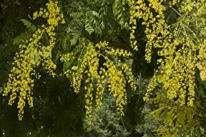 Aliens Prints: Golden Rain Tree (Koelreuteria paniculata) introduced species