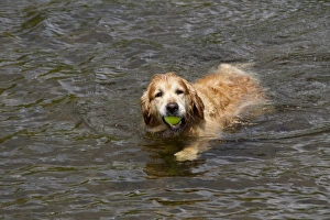 Golden Prints: The Golden Retriever is a medium-sized breed of dog