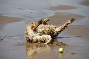 Golden Prints: Golden Retriever rolling in sand on beach after playing with ball