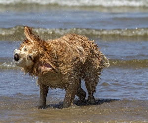 Golden Prints: Golden Retriever shaking water from its fur