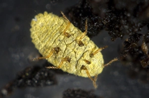 Golden Prints: Golden root mealybug, Chryseococcus arecae