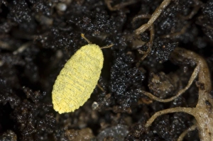 Golden root mealybug, Chryseococcus arecae, on the roots of Corokia macrocarpa and imported New Zealand tree