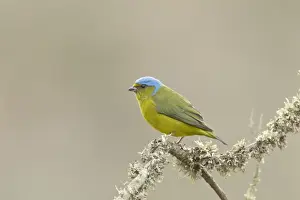Equatorial Prints: Golden-rumped Euphonia (Euphonia cyanocephala) adult female