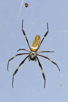 Webs Prints: Golden Silk Spider (Nephila clavipes) adult female