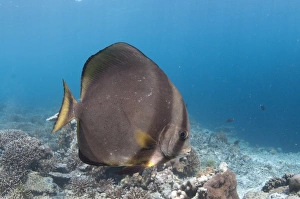 Sipadan Prints: Golden Spadefish (Platax boersii) adult