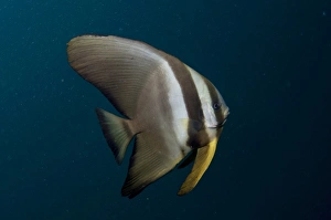 West Papua Prints: Golden Spadefish (Platax boersii) juvenile