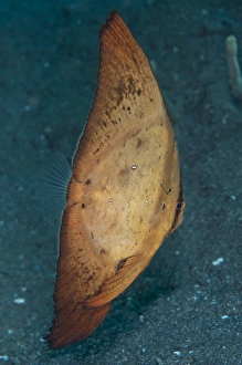 Golden Spadefish (Platax boersii) juvenile, swimming over black sand, Lembeh Straits, Sulawesi, Sunda Islands