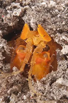 Golden Spearing Mantis Shrimp (Lysiosquilloides mapia) adult, in hole at night, Lembata Island, Solor Archipelago, Lesser Sunda Islands, Indonesia