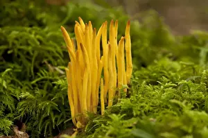 Mosses Prints: Golden Spindles (Clavulinopsis fusiformis) fruiting bodies