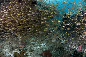 Golden Prints: Golden Sweeper (Parapriacanthus ransonneti) adults