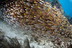 Golden Sweeper (Parapriacanthus ransonneti) shoal, swimming in reef, Otdina Reef, Dampier Straits
