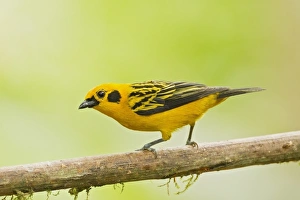 Equatorial Prints: Golden Tanager (Tangara arthus) adult