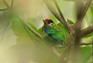 Barbet Prints: Golden-throated Barbet (Megalaima franklinii franklinii) adult