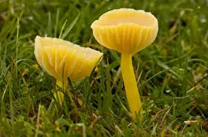 Somerset Prints: Golden Waxcap (Hygrocybe chlorophana) fruiting bodies