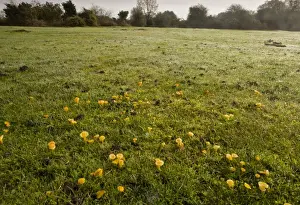 Golden Waxcap (Hygrocybe chlorophana) fruiting bodies, mass growing in old grazed grassland habitat, Hyde, New Forest, Hampshire, England, november