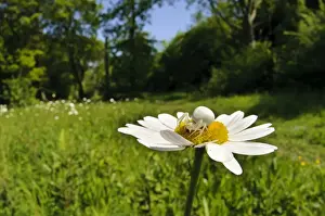 Goldenrod Crab Spider (Misumena vatia) adult female, with fly prey, on Ox-eye Daisy (Leucanthemum vulgare)