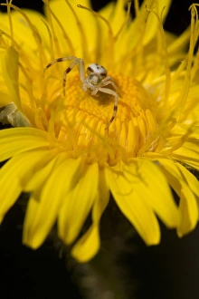 Worcestershire Prints: Goldenrod Crab Spider (Misumena vatia) adult male