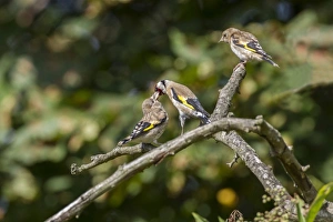 Finch Prints: Goldfinch adult regurgitating food to fledged young